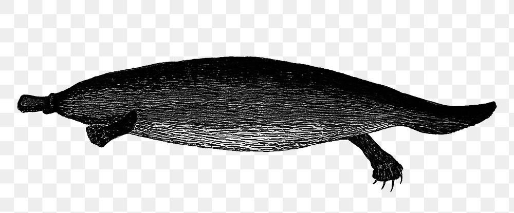 PNG Drawing of a duck-billed platypus, transparent background