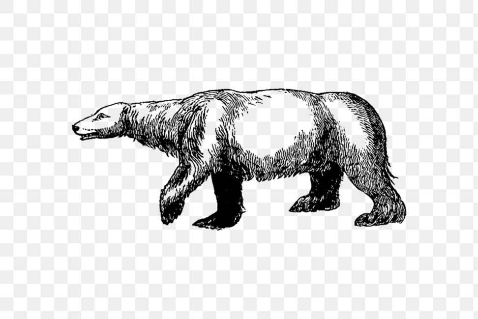 PNG Drawing of a polar bear, transparent background