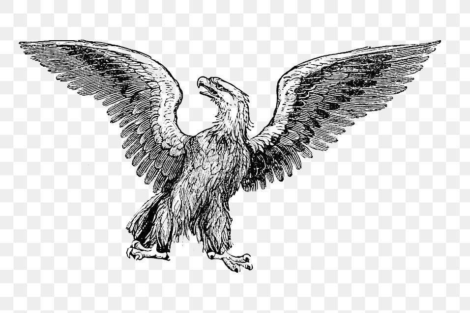 PNG Drawing of an eagle, transparent background