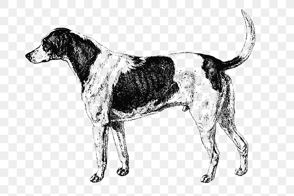 PNG Drawing of American Foxhound, transparent background