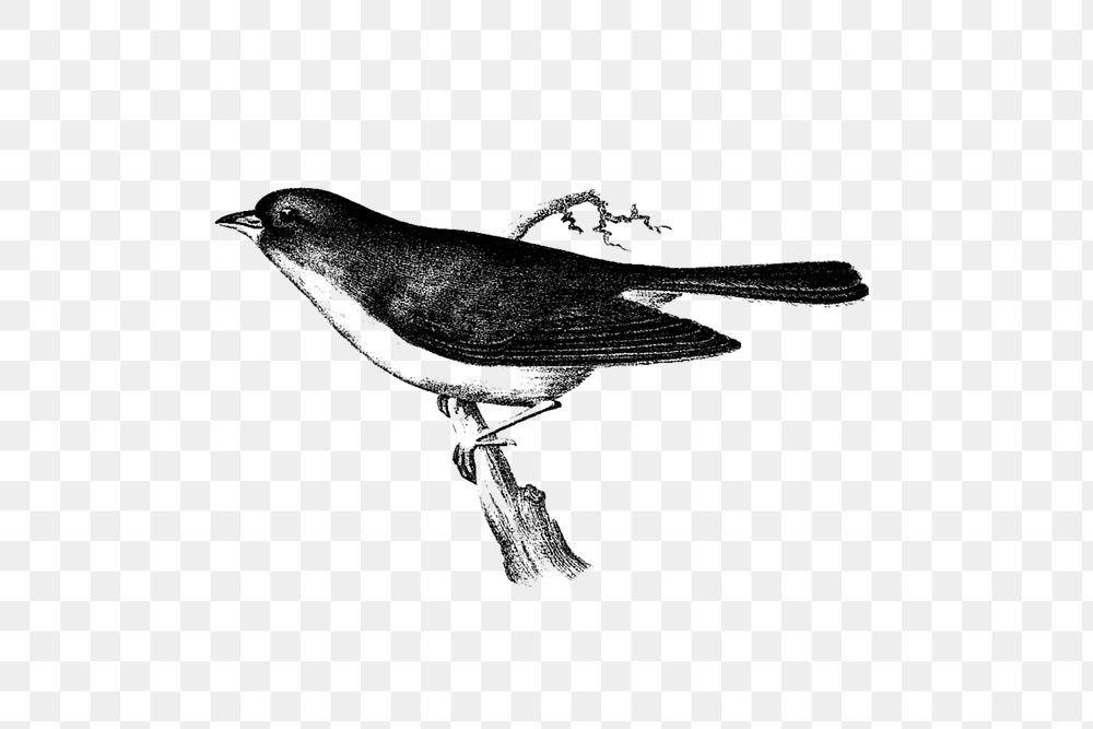 PNG Drawing of a dark-eyed junco, transparent background