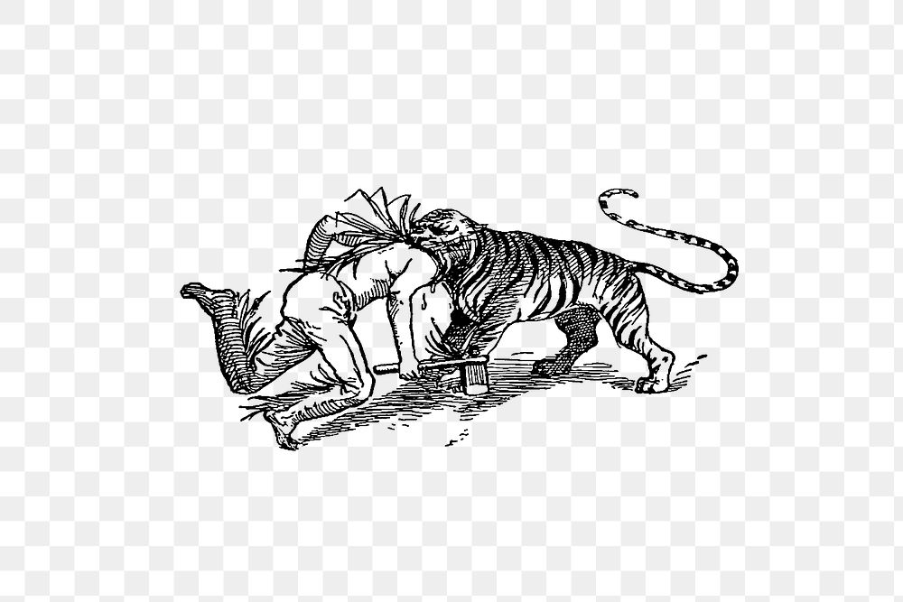PNG Drawing of a tiger attacking a man, transparent background