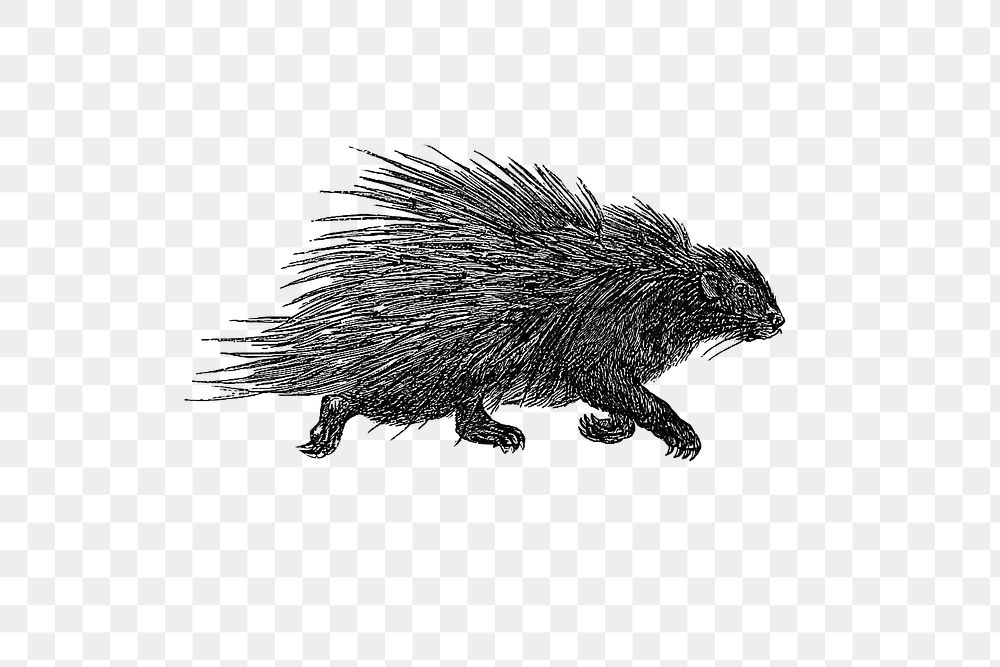 PNG Drawing of a wild porcupine, transparent background