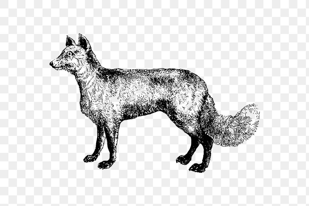 PNG Drawing of a mountain fox, transparent background