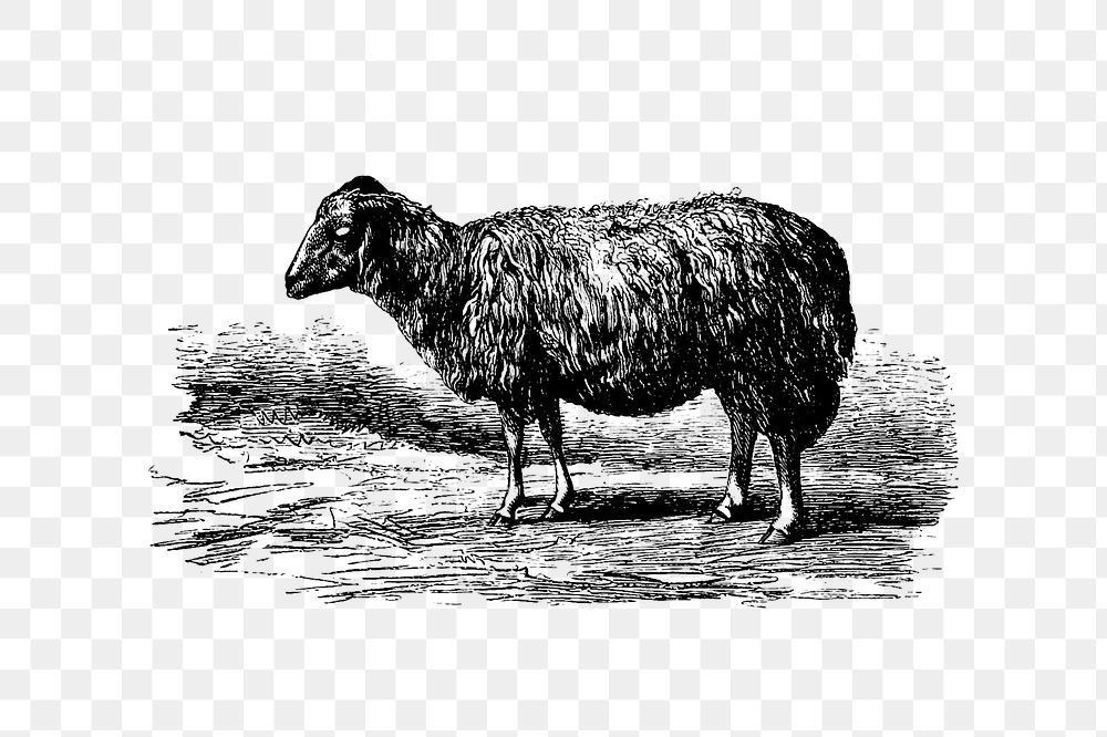PNG Drawing of a sheep, transparent background