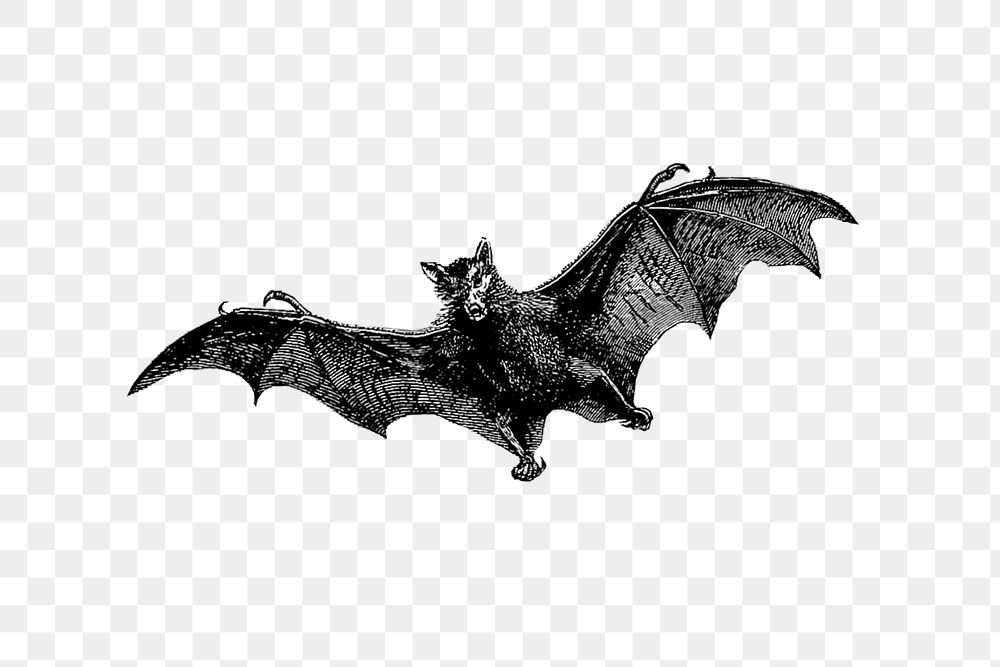 PNG Drawing of a flying bat, transparent background