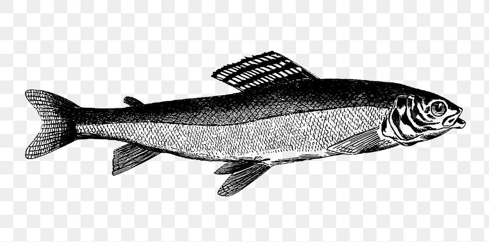 PNG Drawing of a grayling fish, transparent background