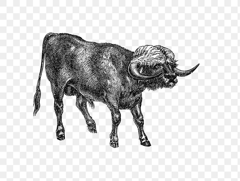 PNG Drawing of a bull, transparent background