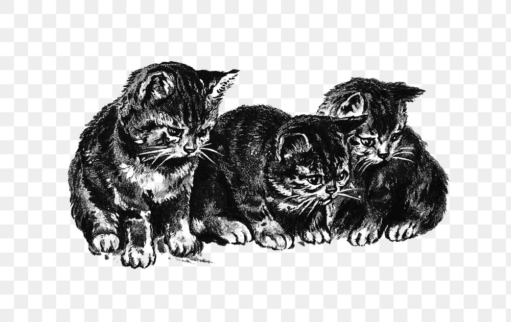 PNG Drawing of kittens, transparent background