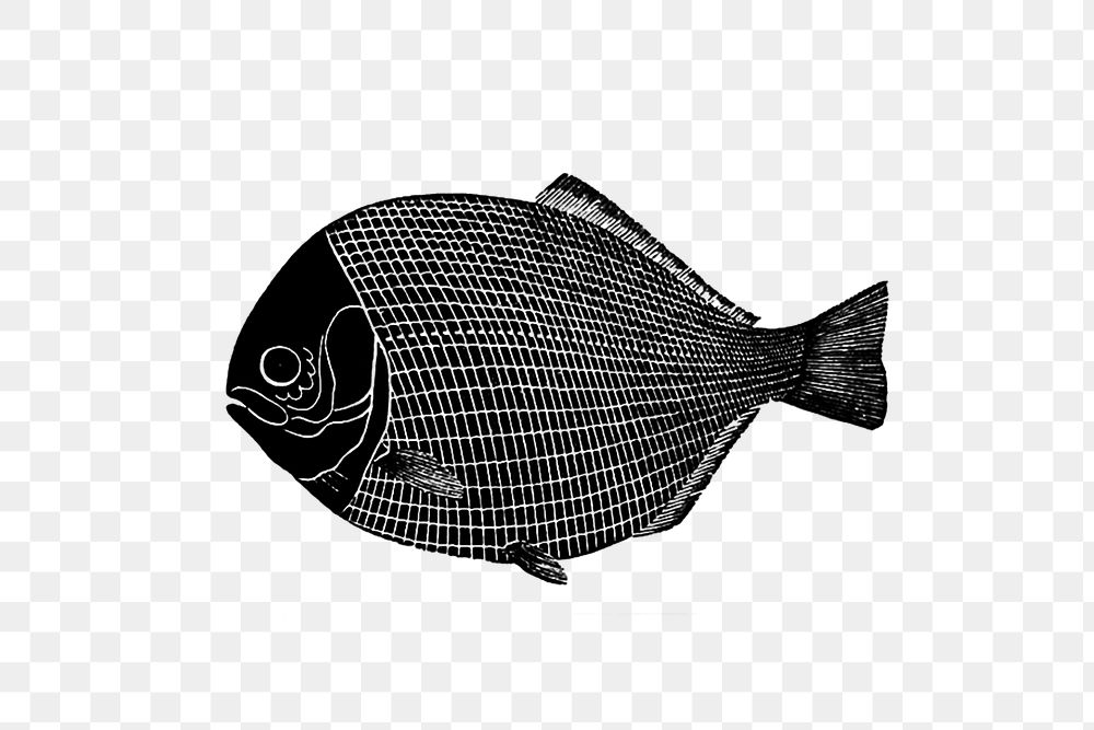 PNG Drawing of a flatfish, transparent background