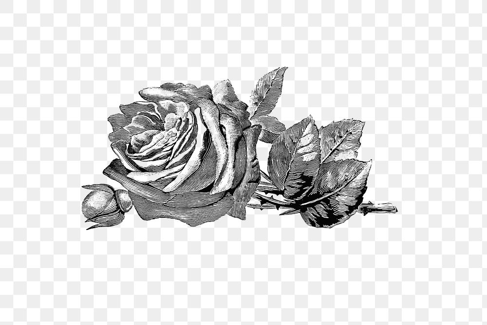 PNG Vintage Victorian style rose engraving, transparent background