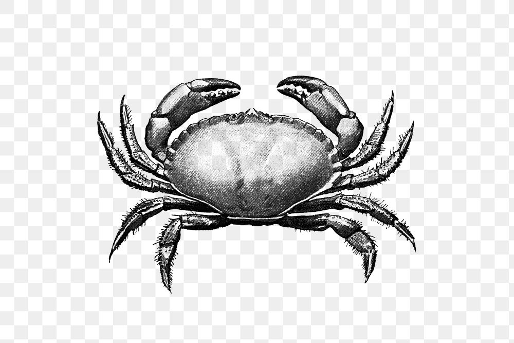 PNG Vintage Victorian style crab engraving, transparent background