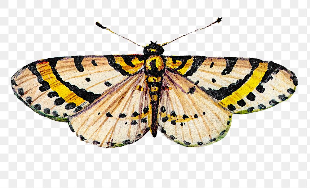 Vintage yellow png butterfly insect