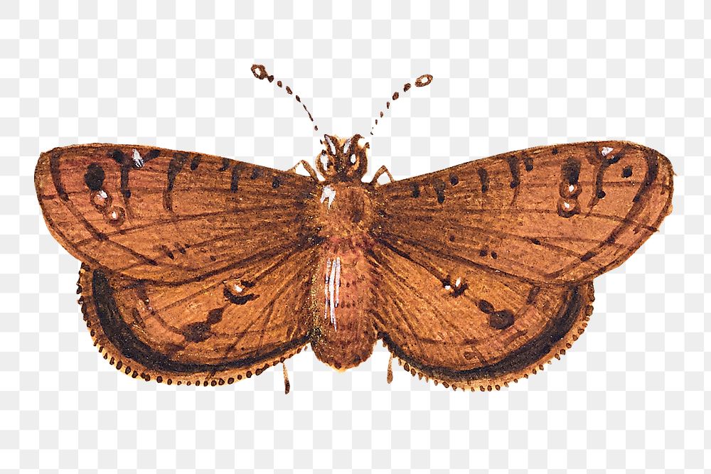 Hand drawn moth insect png
