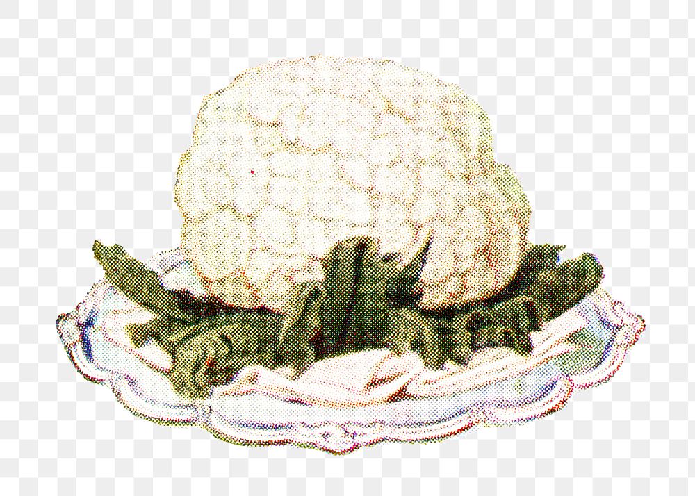 Vintage hand drawn cauliflower design element