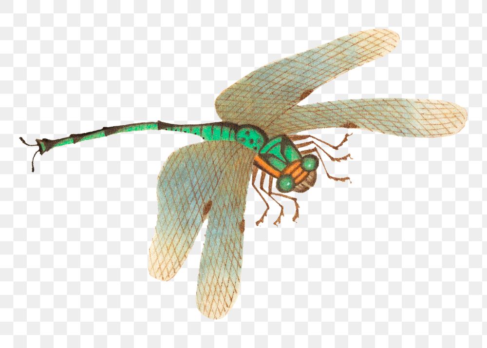 Single green dragonfly png vintage illustration