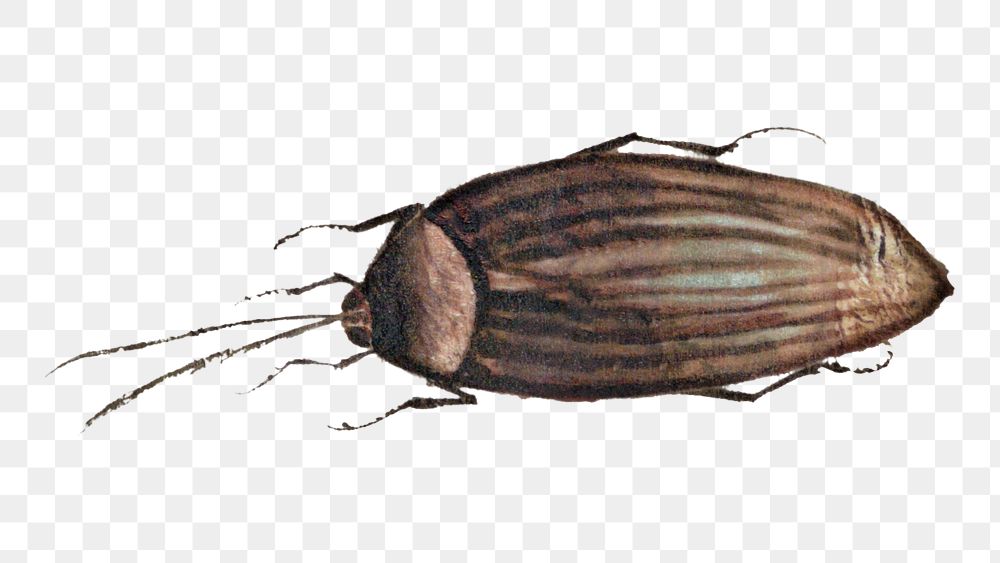 Single brown bug png vintage illustration