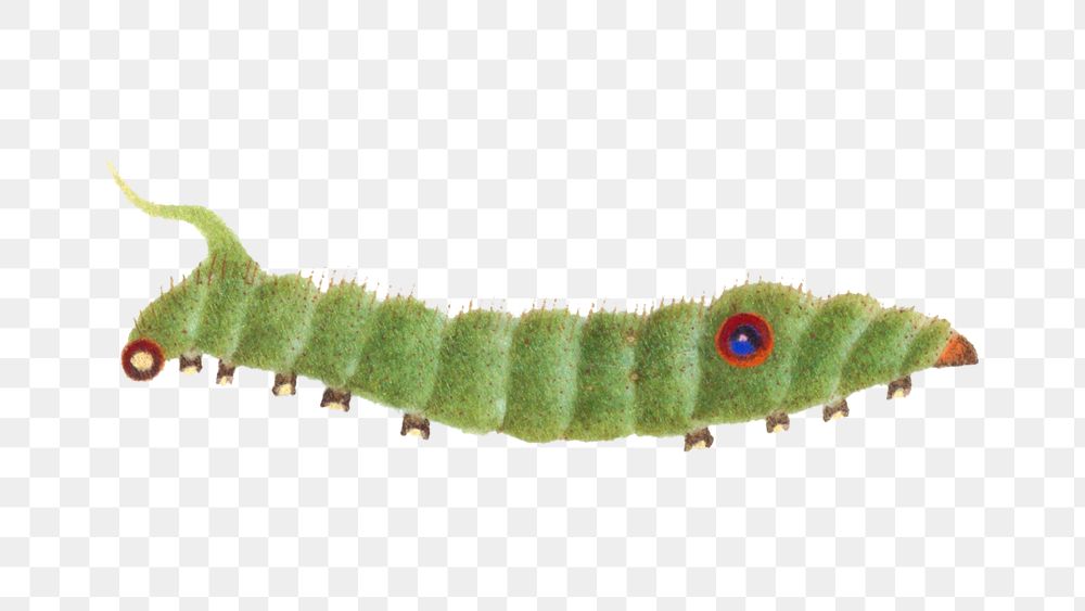 Png green caterpillar vintage drawing