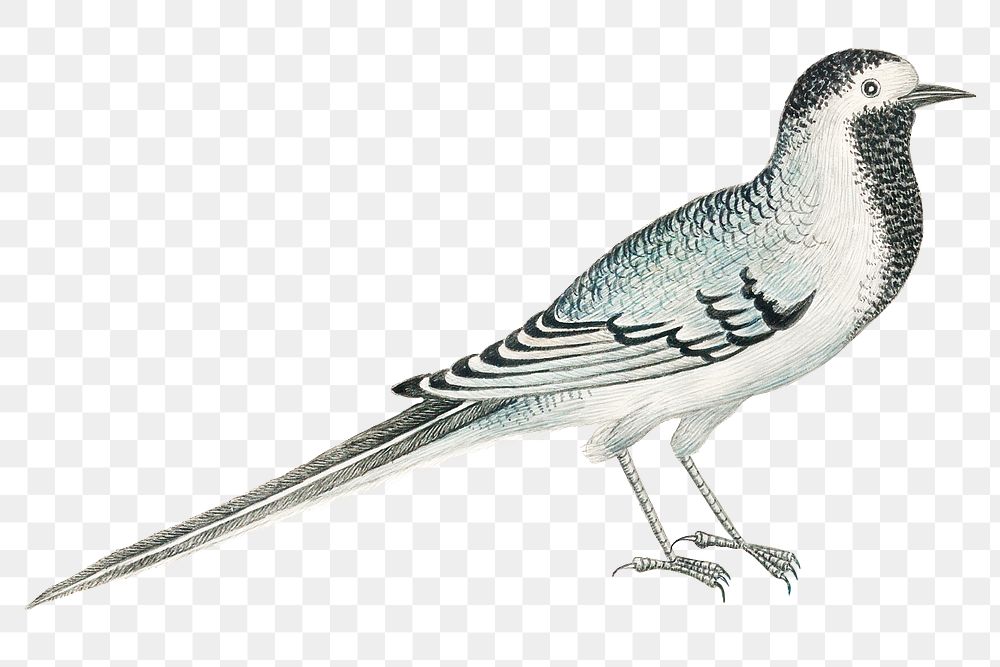 Gray bird png, remixed from the 18th-century artworks from the Smithsonian archive.