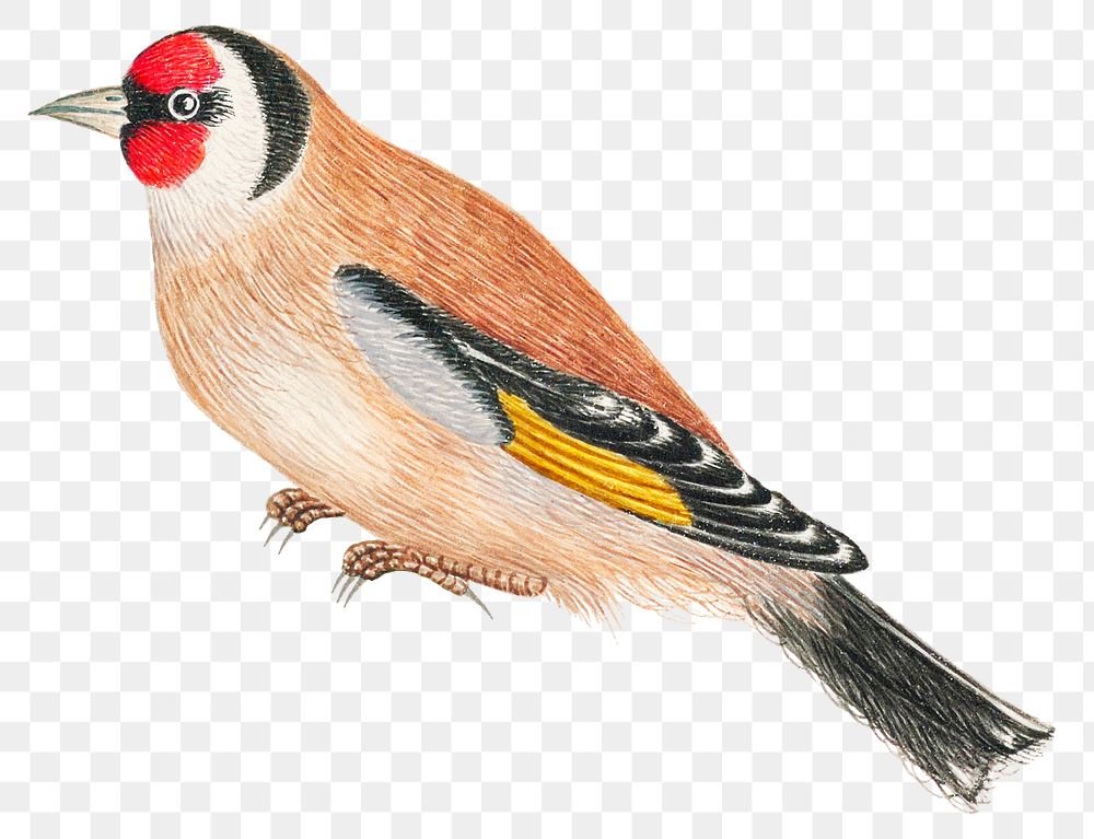 Brown bird png, remixed from the 18th-century artworks from the Smithsonian archive.