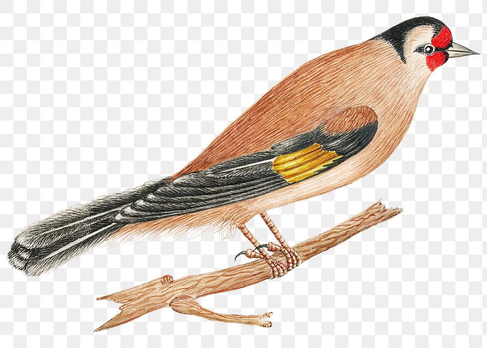 Brown bird on a twig png, remixed from the 18th-century artworks from the Smithsonian archive.
