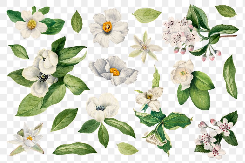 Hand drawn white flower png set floral illustration