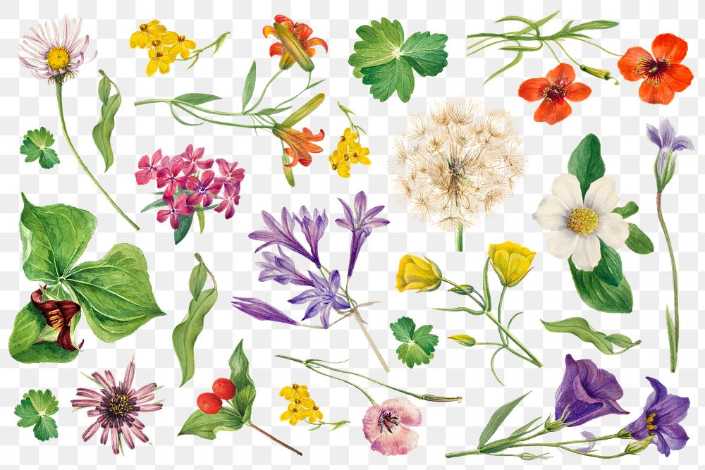Png blooming wild flowers botanical drawing set
