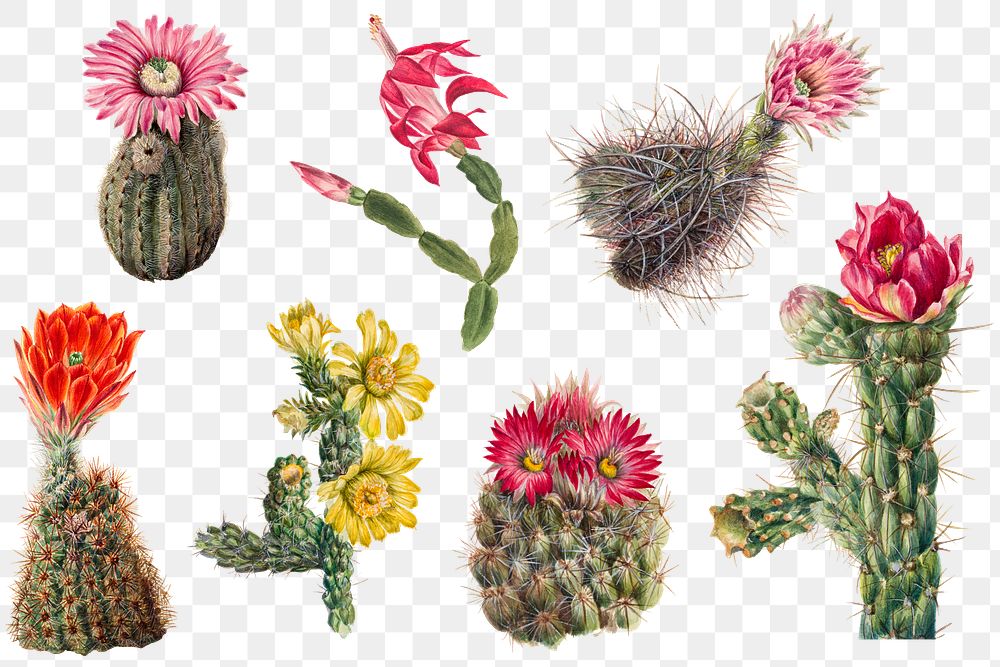 Vintage cactus flowers blooming illustration png sticker set, remixed from the artworks by Mary Vaux Walcott