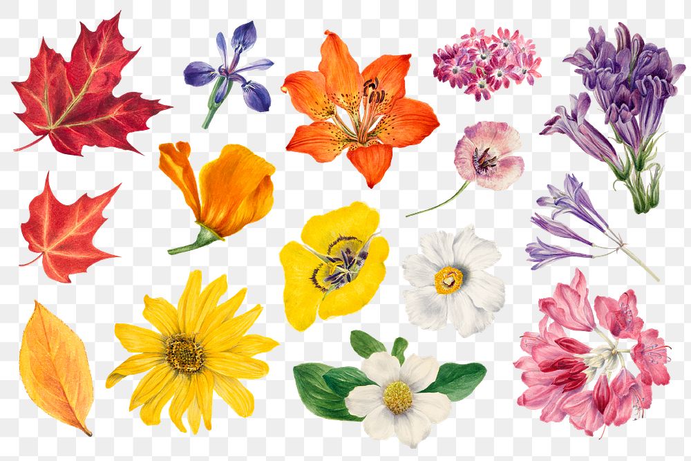 Hand drawn blooming plants png botanical illustration set