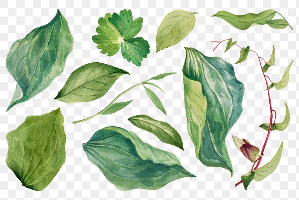 Wild plant green leaves png illustration hand drawn set, remixed from the artworks by Mary Vaux Walcott