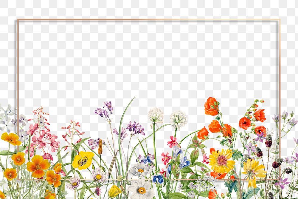 Botanical flower illustration png gold frame