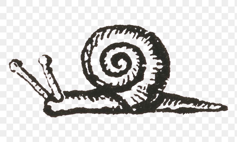 PNG vintage line snail icon drawing