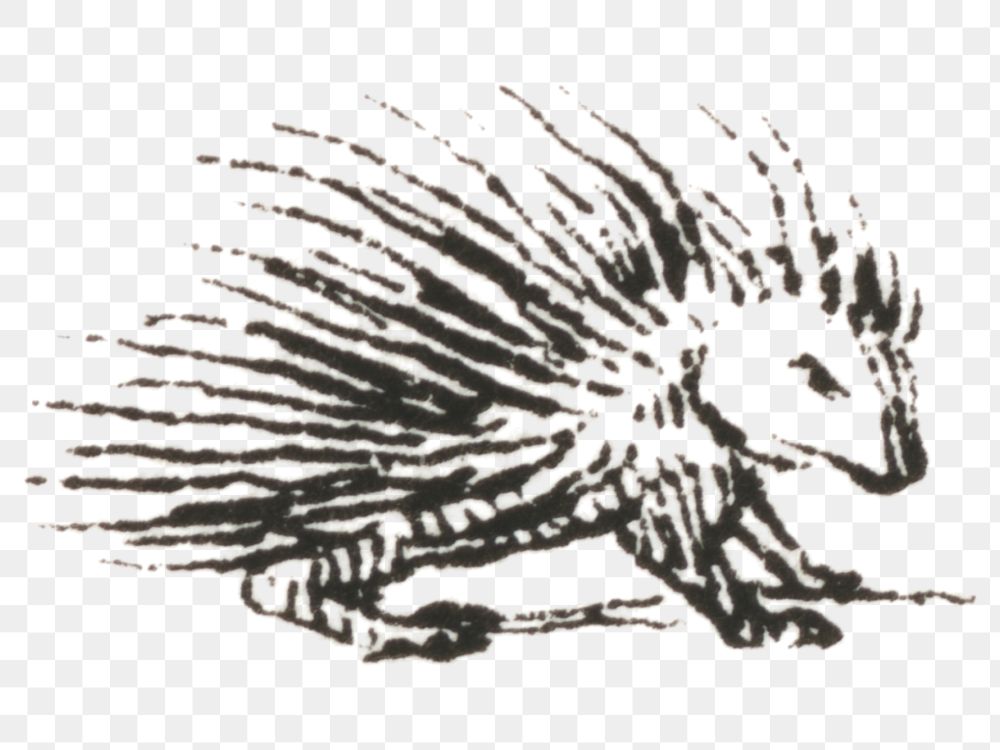 Vintage png porcupine engraving hand drawn illustration