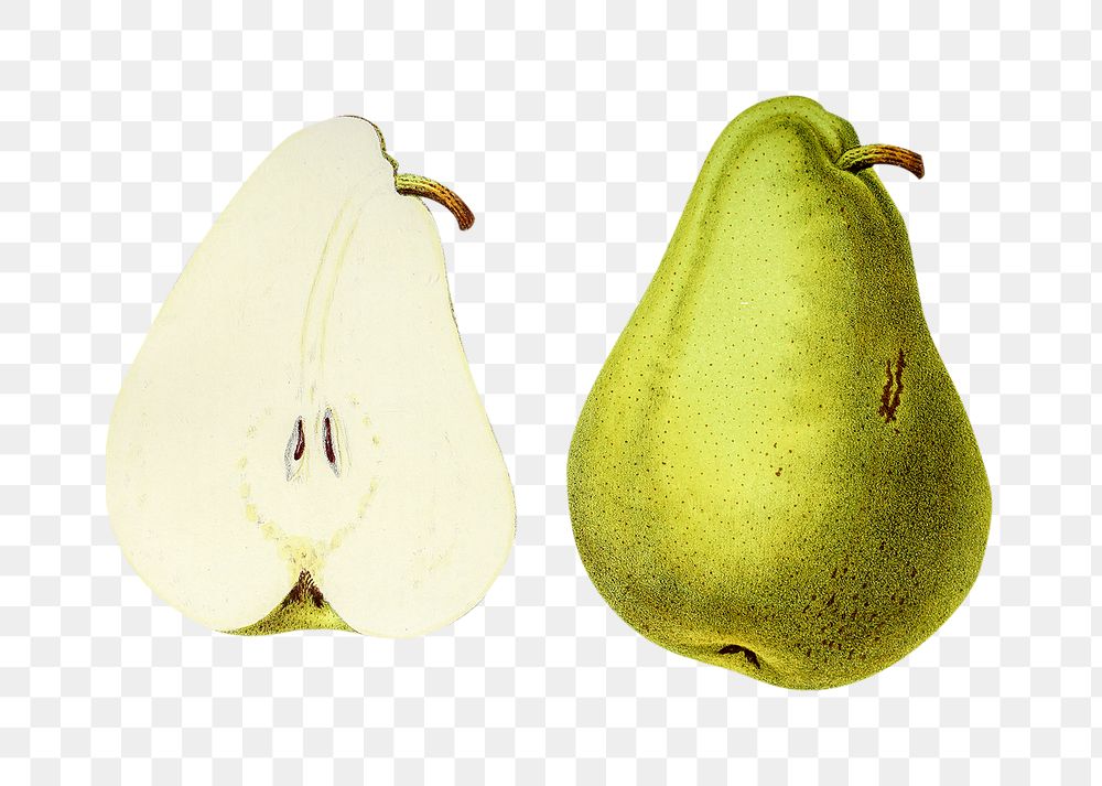 Vintage png pear clipart illustration