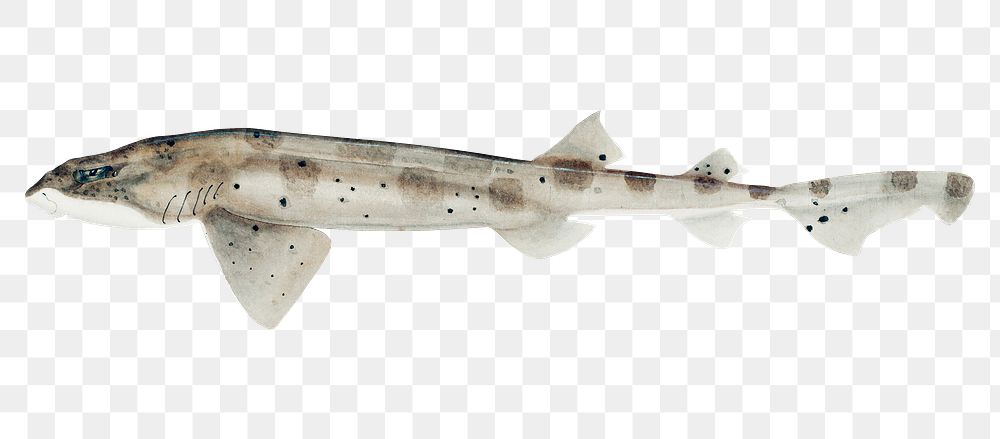 Усатая ковровая акула 6 букв. Cephaloscyllium Isabella. Рыба новозеландский прототрокт. Prototroctes maraena.