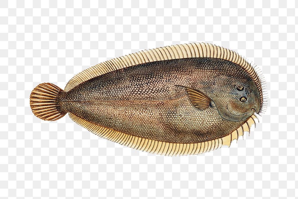 Ocean life sole fish png Free PNG Sticker rawpixel