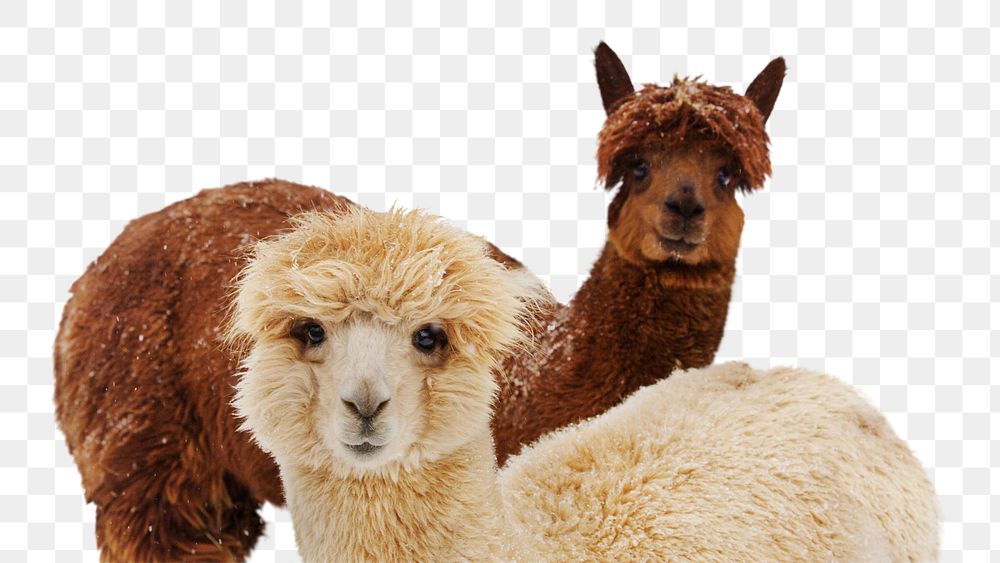 Alpacas png clipart, wildlife, transparent background