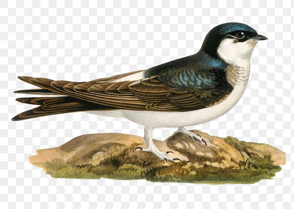 Common house martin bird png | Free PNG Sticker - rawpixel