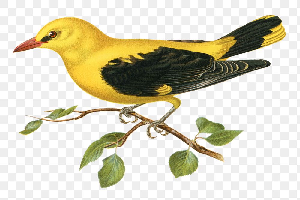 Oriole PNG Transparent Images Free Download, Vector Files