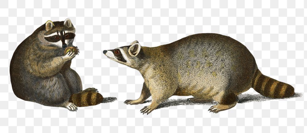 Vintage raccoons png animal, remix from… | Free stock illustration | High Resolution graphic Vintage raccoons png animal, remix from artworks by Charles Dessalines D'orbigny