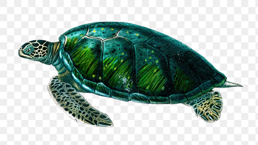 Vintage green sea turtle png, remix from artworks by Charles Dessalines D'orbigny