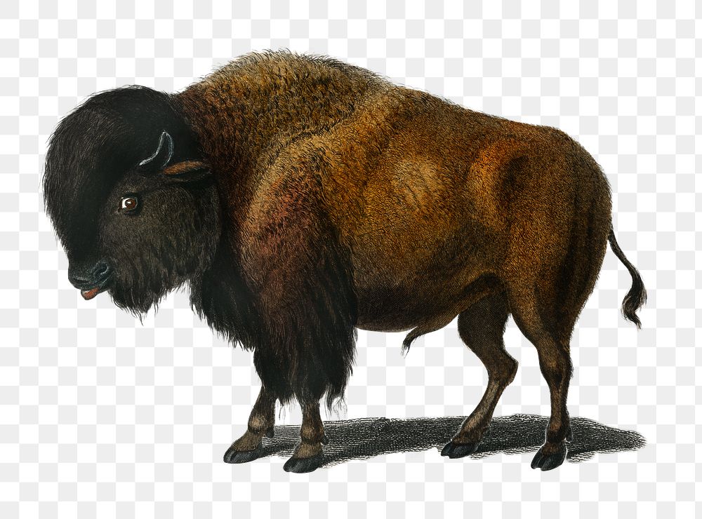 Vintage bison png buffalo animal, remix from artworks by Charles Dessalines D'orbigny