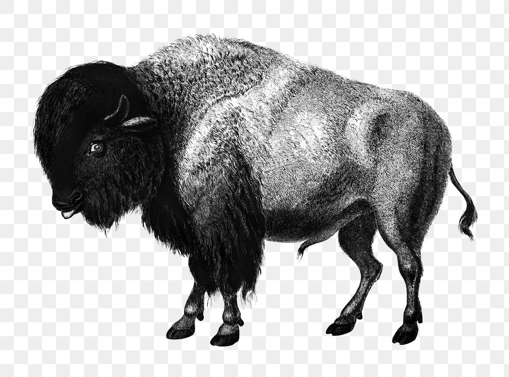Vintage bison png buffalo animal, remix from artworks by Charles Dessalines D'orbigny