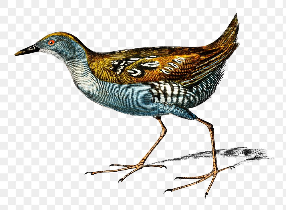 Vintage baillon's crake bird png, remix from artworks by Charles Dessalines D'orbigny