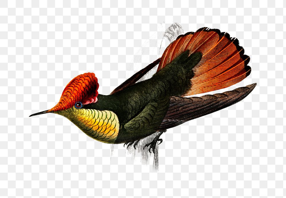 Vintage tufted coquette bird png, remix from… | Free stock illustration | High Resolution graphic Vintage tufted coquette bird png, remix from artworks by Charles Dessalines D'orbigny