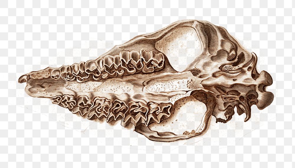 giant pangolin skull