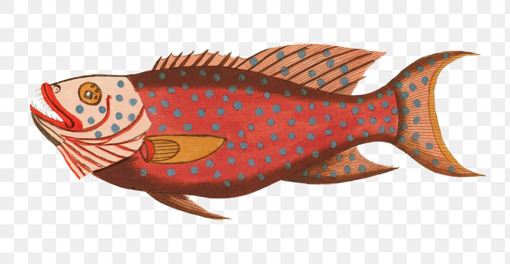 Vintage fish png sticker, aquatic animal colorful illustration, remix from the artwork of Louis Renard