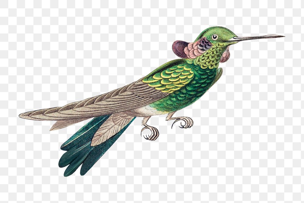 Colorful vintage hummingbird illustration transparent | Free PNG ...