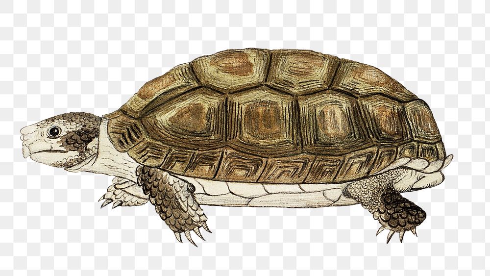 Common padloper tortoise png vintage animal illustration, remixed from the artworks by Robert Jacob Gordon