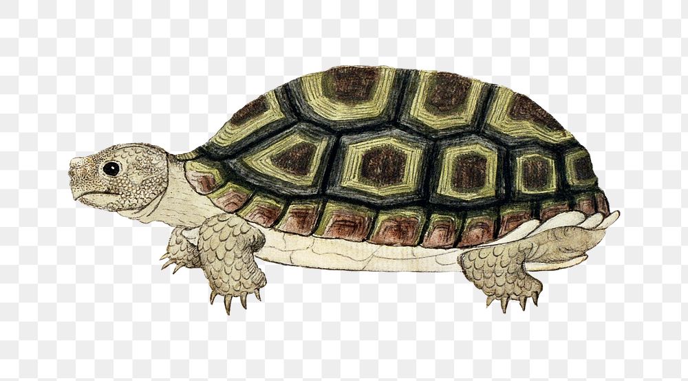 Common padloper tortoise png vintage animal illustration, remixed from the artworks by Robert Jacob Gordon